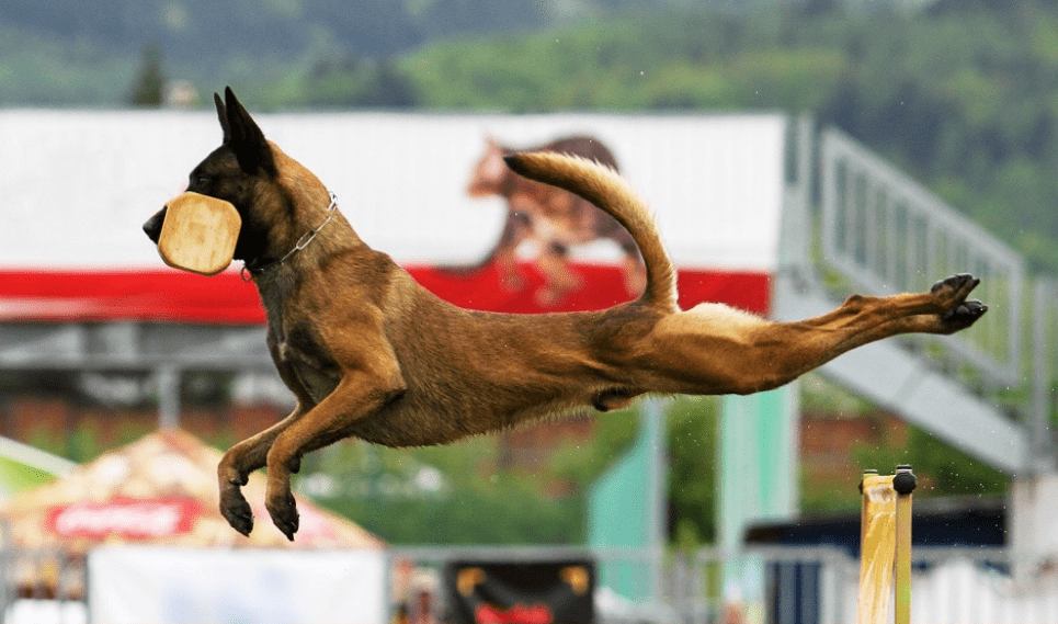 Perro saltando un obstaculo en el World Championships of Belgian Shepherds